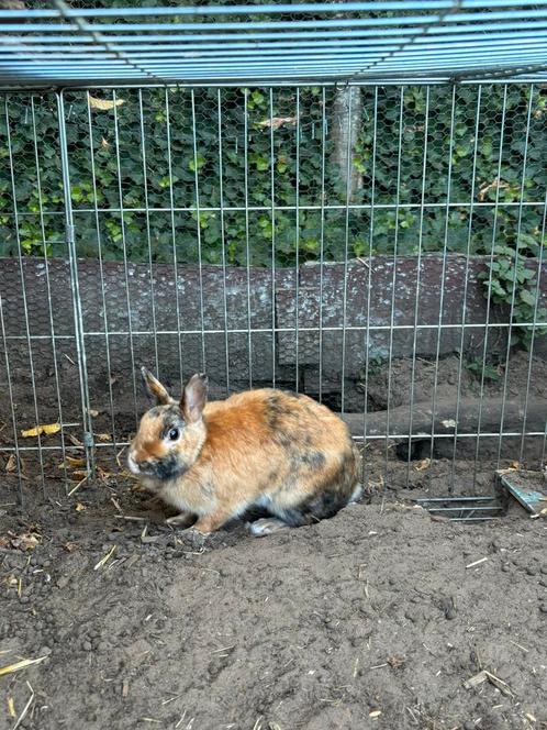 2 vrouwlijke dwergkonijnen prijs is voor beide, Dieren en Toebehoren, Konijnen, Klein, Vrouwelijk, 0 tot 2 jaar