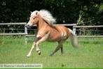 Pony gezocht om te berijden omgeving Wetteren, Dieren en Toebehoren
