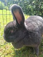 Blauwe en zwarte Wener, Dieren en Toebehoren, Konijnen, Vrouwelijk, Groot, 0 tot 2 jaar
