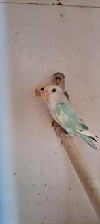 Dwergpapegaai Agapornis, Plusieurs animaux, Perroquet nain ou Inséparable, Bagué