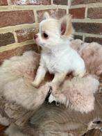 Mooi klein chihuahua reutje, België, Fokker | Hobbymatig, Reu, CDV (hondenziekte)