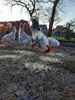 Broedeieren leghorn isabelpatrijs, Dieren en Toebehoren, Pluimvee, Geslacht onbekend