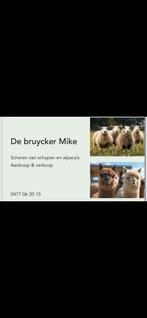 ♦️‼️Schapen scheerder gezocht op zelfstandige basis, Dieren en Toebehoren