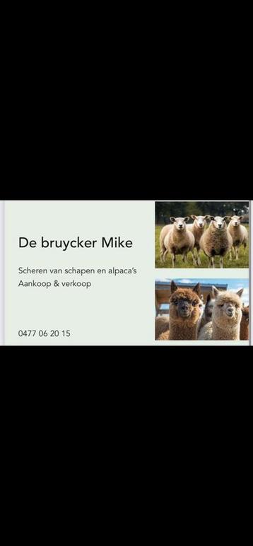 ♦️‼️Schapen scheerder gezocht op zelfstandige basis