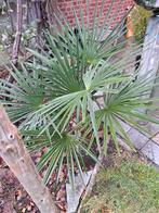 Palmboom, Tuin en Terras, Planten | Bomen, Ophalen, Palmboom