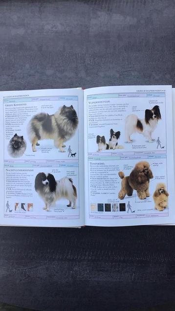 D. Alderton - Honden beschikbaar voor biedingen
