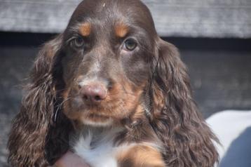 Chiots cocker anglais, Plusieurs, Belgique, Plusieurs animaux, 8 à 15 semaines
