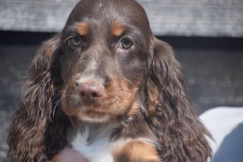 Engelse cocker spaniel pups, Dieren en Toebehoren, Honden | Retrievers, Spaniëls en Waterhonden, Meerdere dieren, Spaniël, Fokker | Professioneel