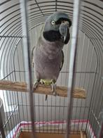 Derbyan praat, Dieren en Toebehoren, Vogels | Parkieten en Papegaaien, Tam