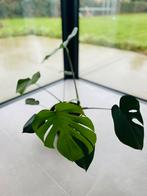 Monstera Deliciosa, Maison & Meubles, Plantes d'intérieur, Autres espèces, En pot, Moins de 100 cm, Enlèvement