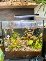 Aquarium met betta planten filter en licht en warmte, Dieren en Toebehoren, Ophalen of Verzenden, Zo goed als nieuw