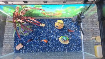 instapklaar aquarium beschikbaar voor biedingen
