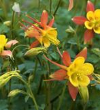 Aquilegia Tequila Sunrise, Ophalen