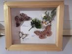 Taxidermy, Verzamelen, Ophalen of Verzenden, Nieuw, Insect, Opgezet dier