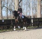 Super leuke ruin te koop!, Dieren en Toebehoren, Paarden, Met stamboom, Ruin, Dressuurpaard, L