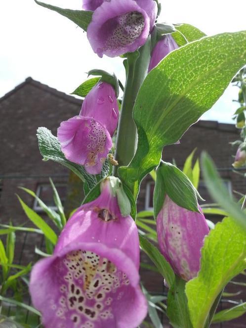Mooie planten vingerhoedskruid te koop, Tuin en Terras, Planten | Tuinplanten, Ophalen