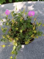 Geranium Max Frei, Ophalen
