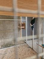 4 kakariki's, Dieren en Toebehoren, Geringd