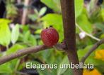 Eleaegnus umbellata, saule olivier, grosses baies comestible, Enlèvement