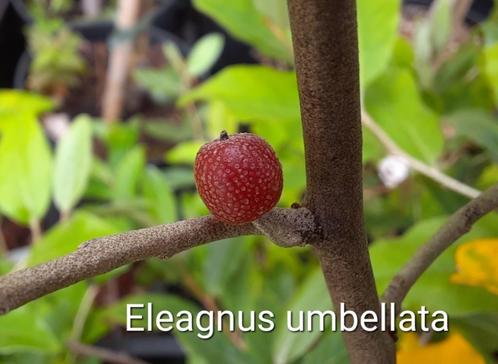 Eleaegnus umbellata,olijfwilg,eetbare grote lekkere bessen, Tuin en Terras, Planten | Tuinplanten, Ophalen
