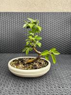 Bonsaï pommier malus, Ophalen