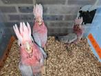 Rose kaketoe natuurbroed, Dieren en Toebehoren