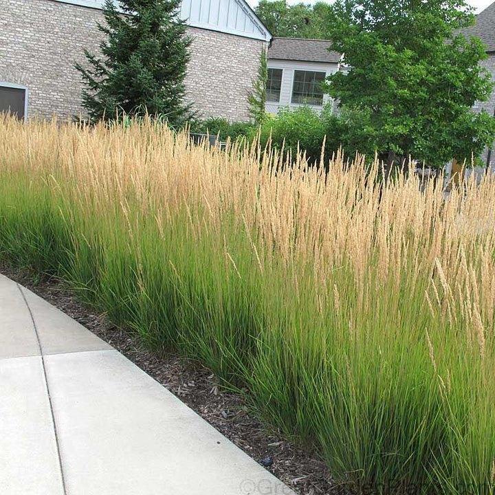 Calamagrostis 'Karl foster', Tuin en Terras, Planten | Tuinplanten, Vaste plant, Siergrassen, Volle zon, Zomer, Ophalen