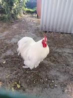 Broedeieren cochin kriel wit, Dieren en Toebehoren, Pluimvee