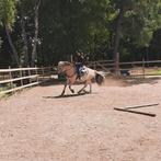 Halve stal aangeboden !, Dieren en Toebehoren, Pony's
