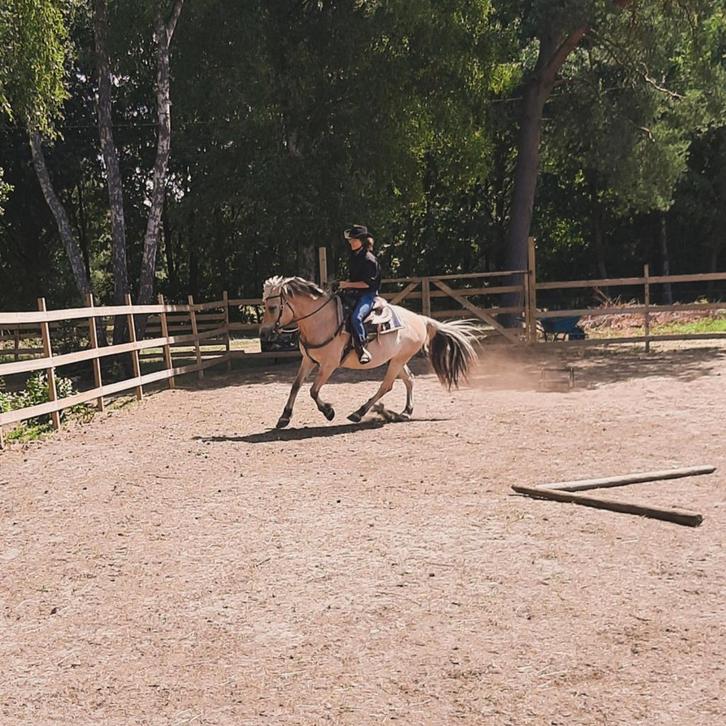 Halve stal aangeboden !, Dieren en Toebehoren, Pony's