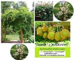 PLANTES DE KIWI variétés « JENNY » et « SOLO » = 7,5 €/pièce, Jardin & Terrasse, Printemps, Plantes grimpantes, Enlèvement ou Envoi