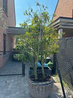 4 boompjes in pot., Tuin en Terras, Ophalen