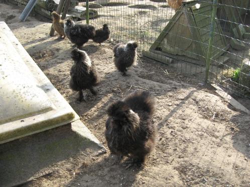 Broedeieren van zijdehoenders, Dieren en Toebehoren, Pluimvee