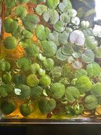 Aquariumplanten/drijfplanten, Dieren en Toebehoren, Vissen | Aquaria en Toebehoren, Ophalen, Zo goed als nieuw