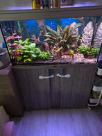 Aquarium 240l met inwoners plus nog klein materiaal t, Enlèvement