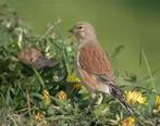 Kneu koppel van 2024, Dieren en Toebehoren, Vogels | Overige Vogels, Meerdere dieren, Wildzangvogel, Geringd