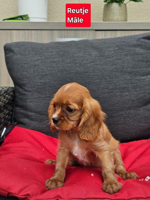 mooie cavalier king charles pups, Dieren en Toebehoren, Honden | Retrievers, Spaniëls en Waterhonden, Reu, Spaniël, Fokker | Professioneel