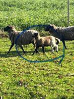 Kameroen bok, Dieren en Toebehoren, Schapen, Geiten en Varkens, Mannelijk, Schaap, 0 tot 2 jaar