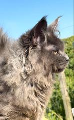 Blue Smoke Maine Coon poesje met de stamboom!, Dieren en Toebehoren, Poes, Gechipt, 0 tot 2 jaar