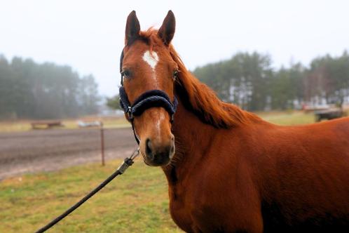 Minora K beautiful mare for breeding and jumping, Dieren en Toebehoren, Paarden, Merrie, B, 160 tot 165 cm, 7 tot 10 jaar, Springpaard