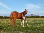 Prachtige D-pony veulens te koop, Dieren en Toebehoren, Paarden, Hengst, Onbeleerd, Gechipt, 0 tot 2 jaar
