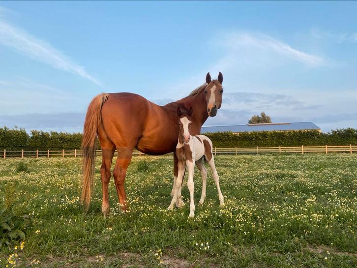 Prachtig D-pony veulen en jaarling te koop, Dieren en Toebehoren, Paarden, Hengst, Onbeleerd, 0 tot 2 jaar, Met stamboom, Gechipt