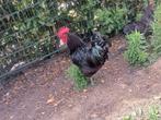 Zwarte australorp haan, Dieren en Toebehoren, Pluimvee