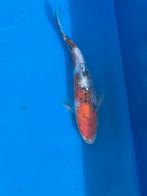 Japanse koi Doitsu Showa, Dieren en Toebehoren, Vissen | Vijvervissen, Karper of Koi