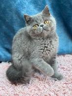 POIL COURT EXOTIQUE, Plusieurs animaux, Vermifugé, 0 à 2 ans
