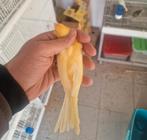 Oranje kanaries koppel 2024, Plusieurs animaux, Canari de couleur