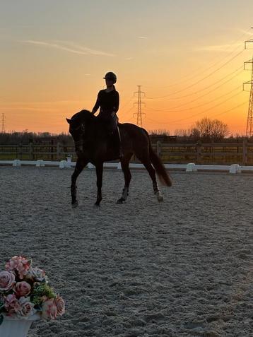 Dressuurlessen op locatie door ervaren dressuur amazone beschikbaar voor biedingen