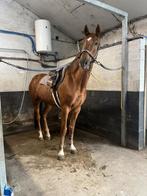 Ruin Vigo d'arsouilles x darco 6jaar, Dieren en Toebehoren, Paarden, Springpaard, Gechipt, Ruin, Zadelmak