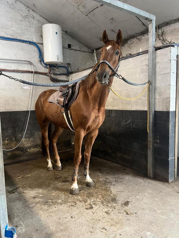 Ruin Vigo d'arsouilles x darco 6jaar, Dieren en Toebehoren, Paarden, Ruin, Zadelmak, 170 tot 175 cm, 3 tot 6 jaar, Springpaard