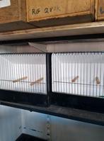 TT kooien, Dieren en Toebehoren, Ophalen, Zo goed als nieuw